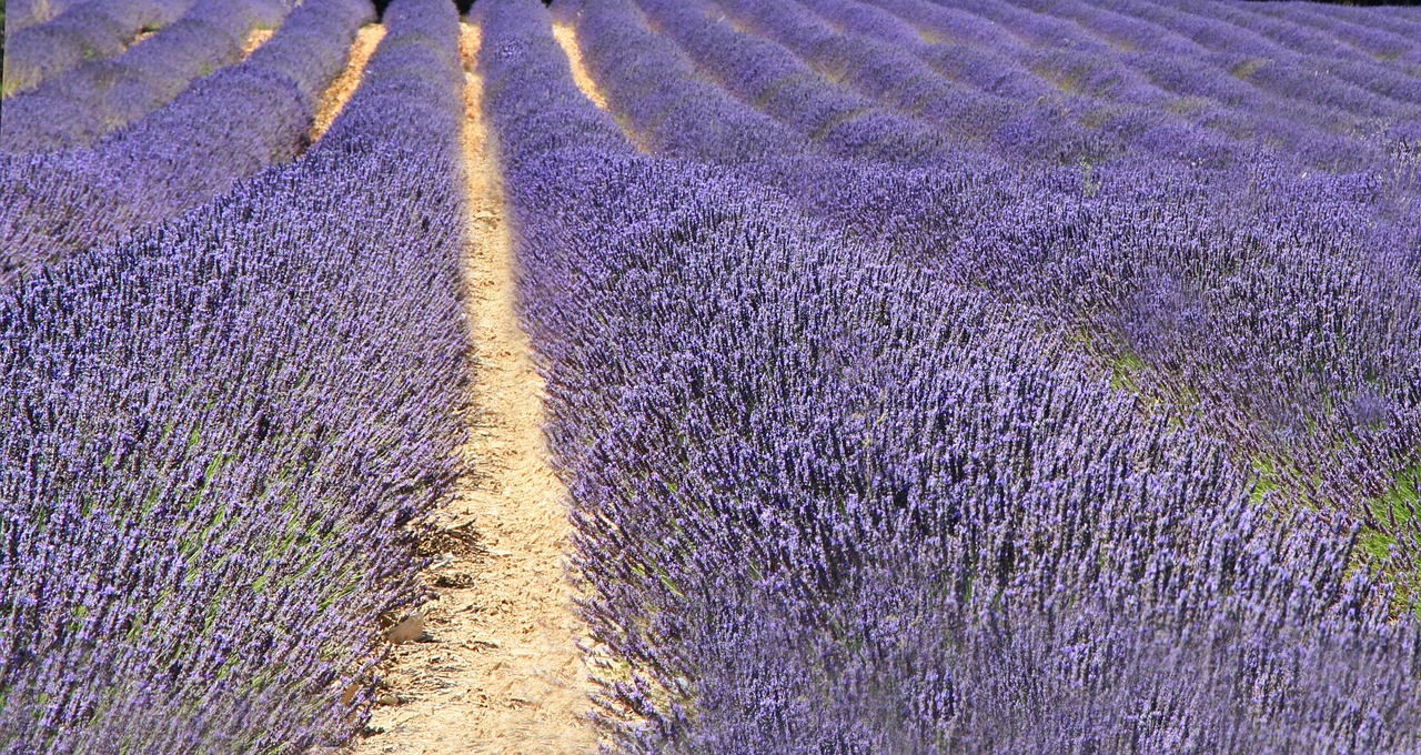 乃乃果花手机，随时随地的自然之美
