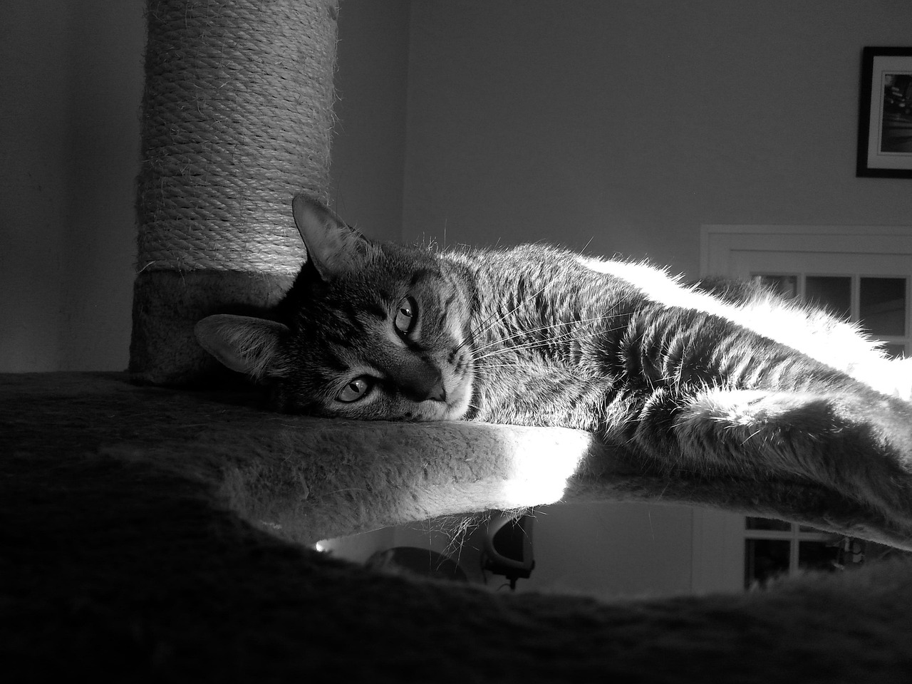 卡通猫咪手机壁纸，萌动你的每一天