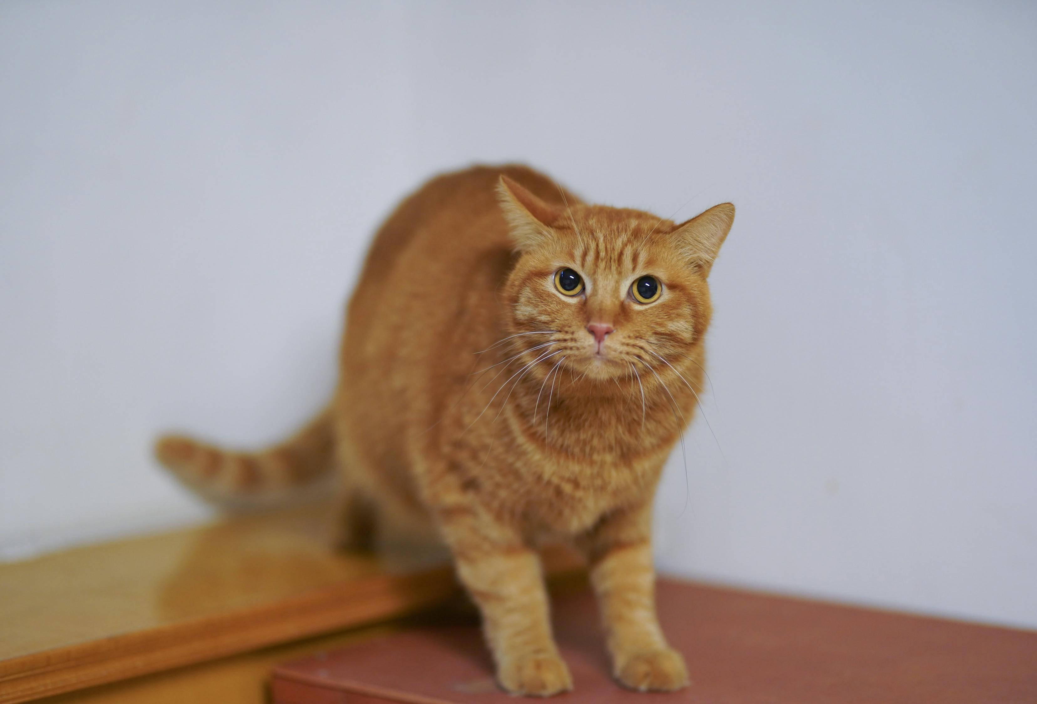 猫咪的数字世界，探索手机游戏中的猫科动物